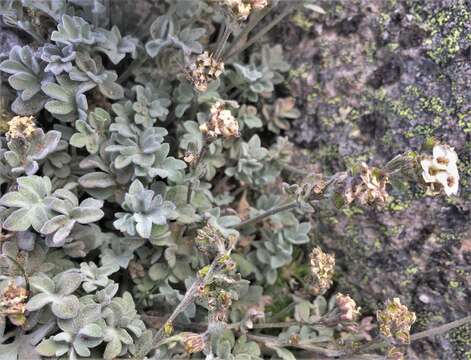 Image of alpine false candytuft