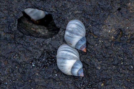 Image of Austrolittorina unifasciata (Gray 1826)