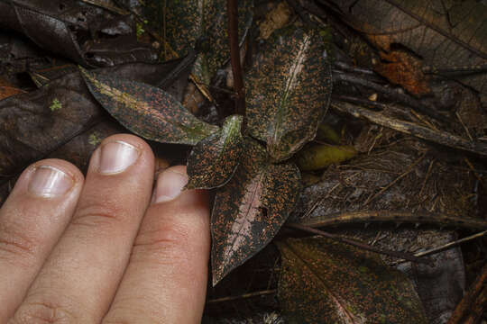 Image of Cyclopogon variegatus Barb. Rodr.