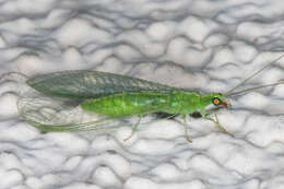 Image of Green lacewing