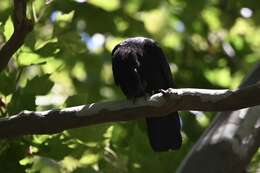 Image of Corvus brachyrhynchos brachyrhynchos Brehm & CL 1822