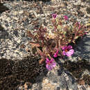 Image of sticky monkeyflower