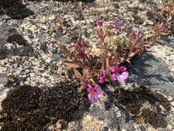 Image of sticky monkeyflower