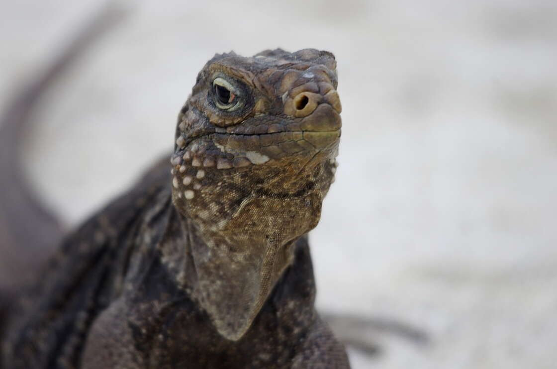 Image of Cayman Islands Ground Iguana