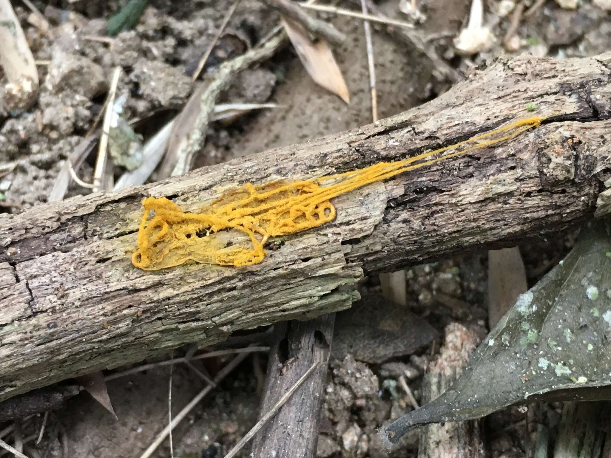 Image of Pretzel slime mold