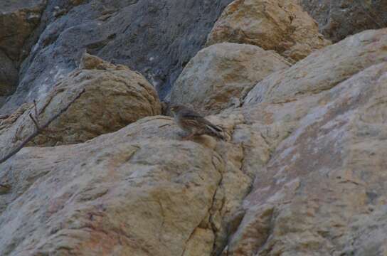 Image of Alpine Accentor