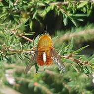 Image of Sisyromyia rutila (Walker 1849)