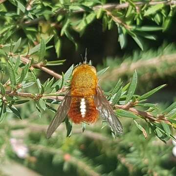 Sisyromyia rutila (Walker 1849)的圖片