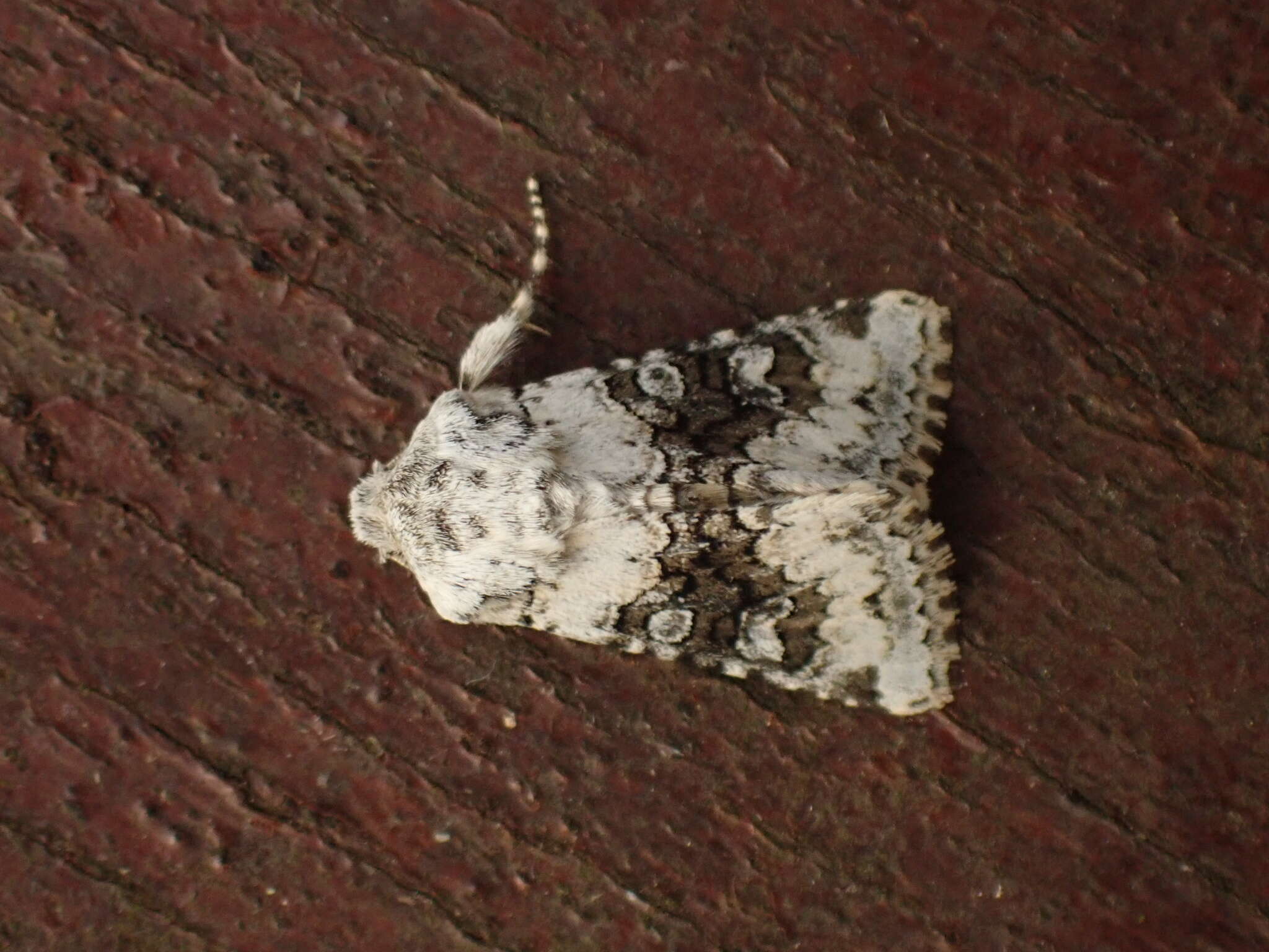 Image of broad-barred white