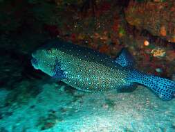 Image of Yellow boxfish