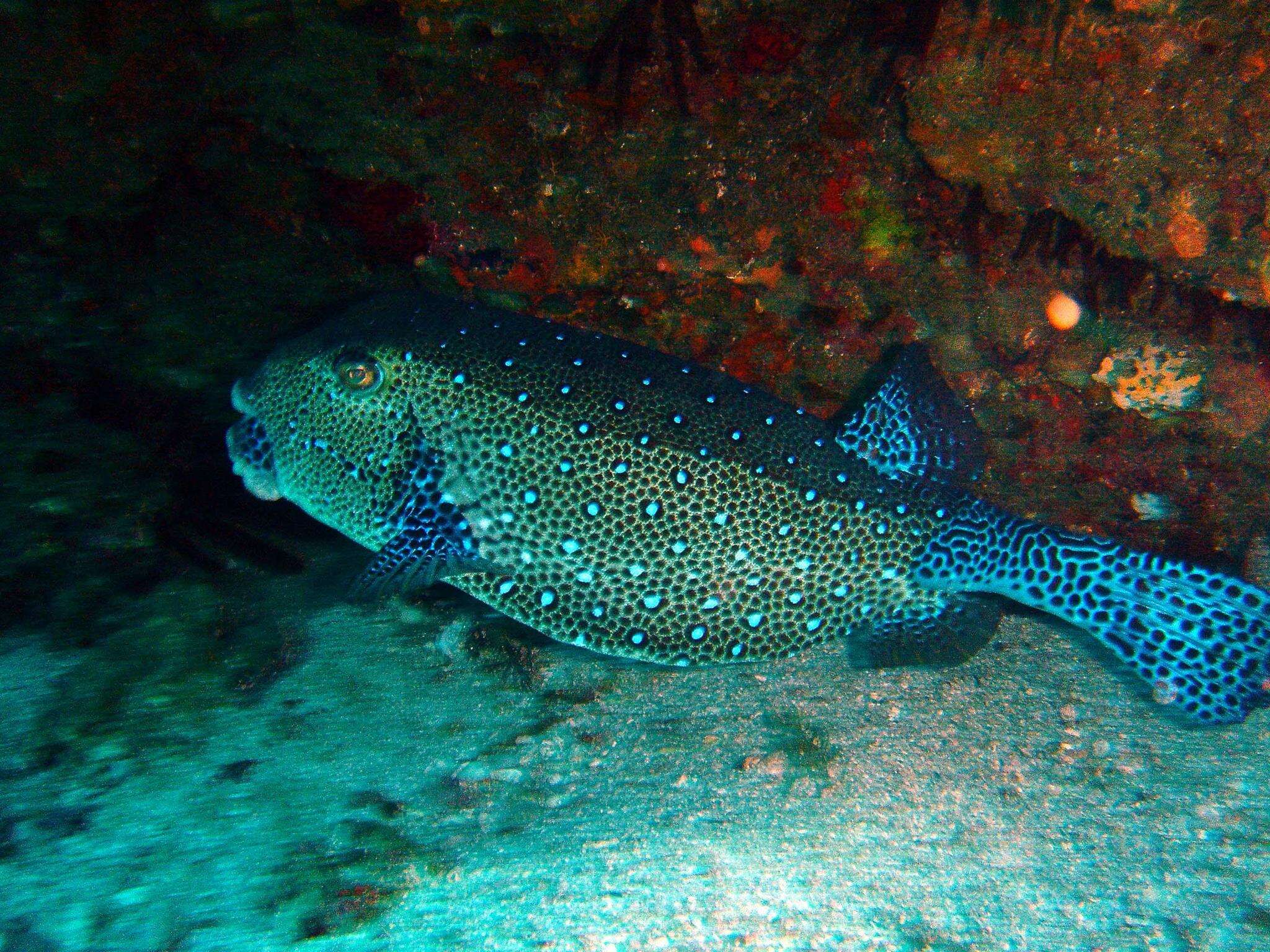 Image of Yellow boxfish