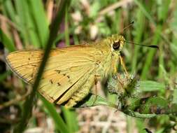 Image of Dark Palm Dart