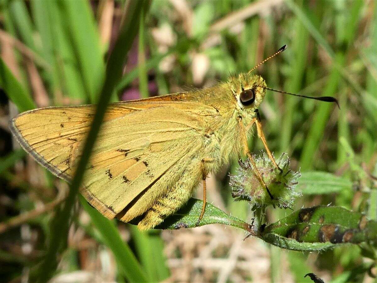 Image of Dark Palm Dart