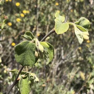 Plancia ëd Styrax redivivus (Torr.) Wheeler