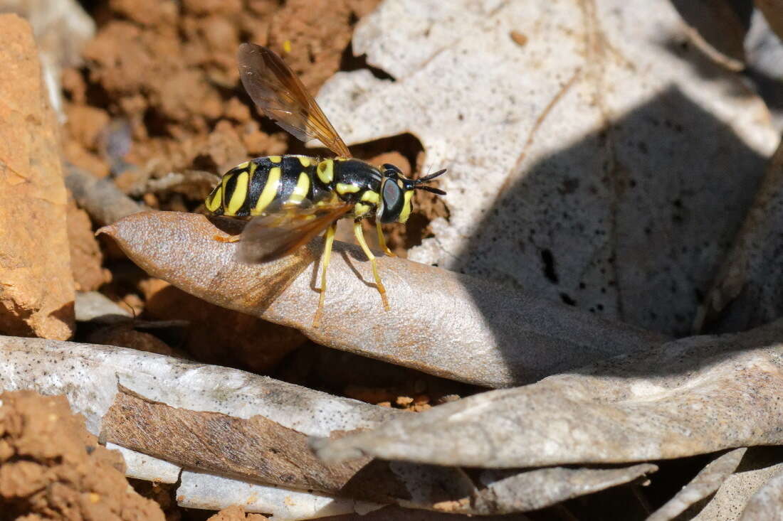 Image de Chrysotoxum intermedium Meigen 1822