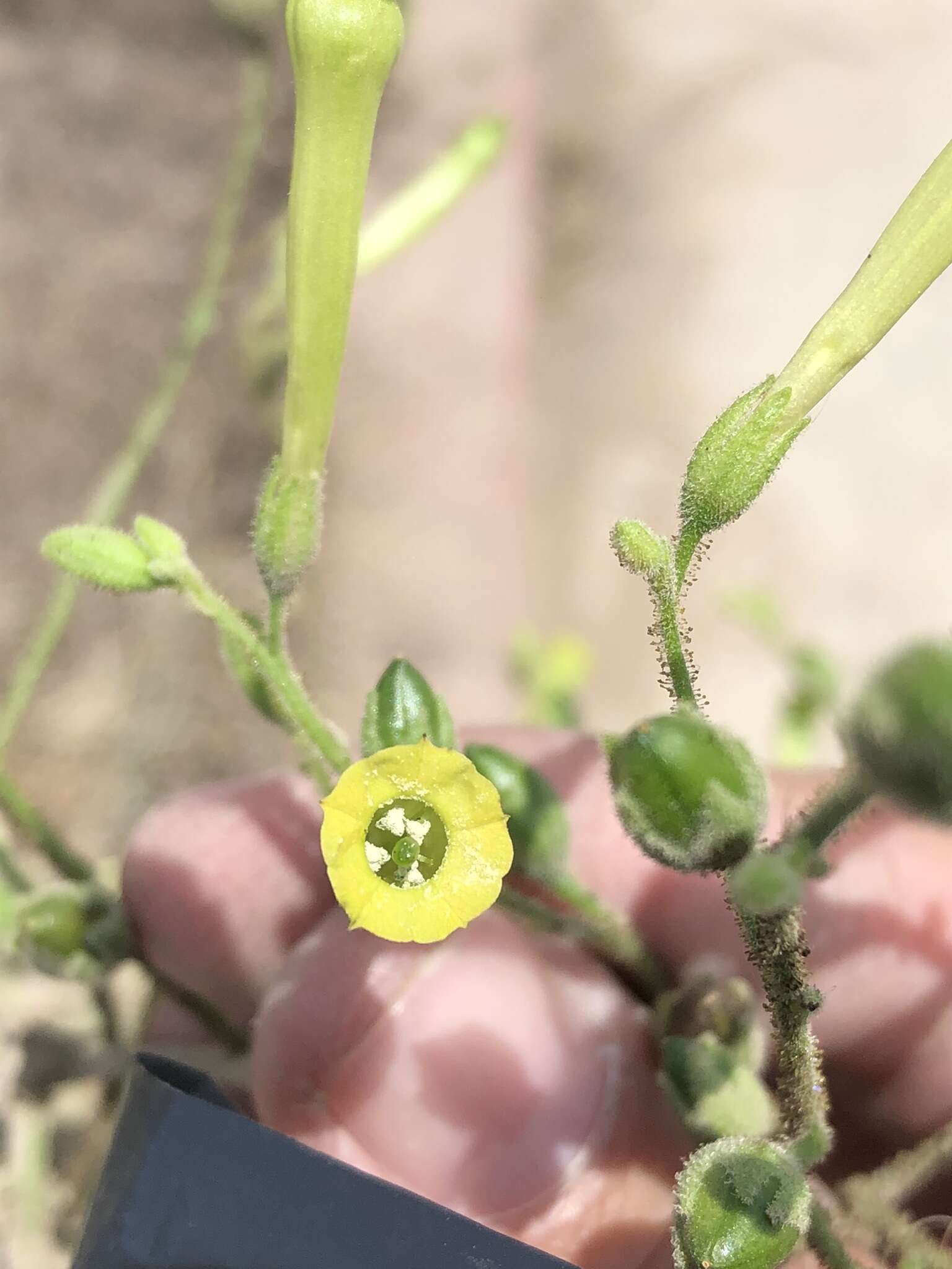 Nicotiana paniculata L. resmi