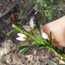 Image of Cyanothamnus anemonifolius subsp. anemonifolius