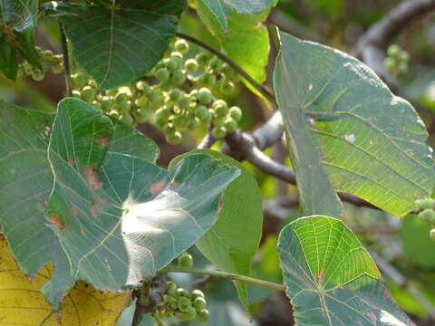 Imagem de Macaranga peltata (Roxb.) Müll. Arg.