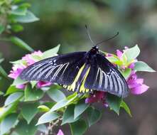 Image of Troides rhadamantus (Lucas 1835)