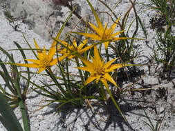 Ficinia radiata (L. fil.) Kunth的圖片