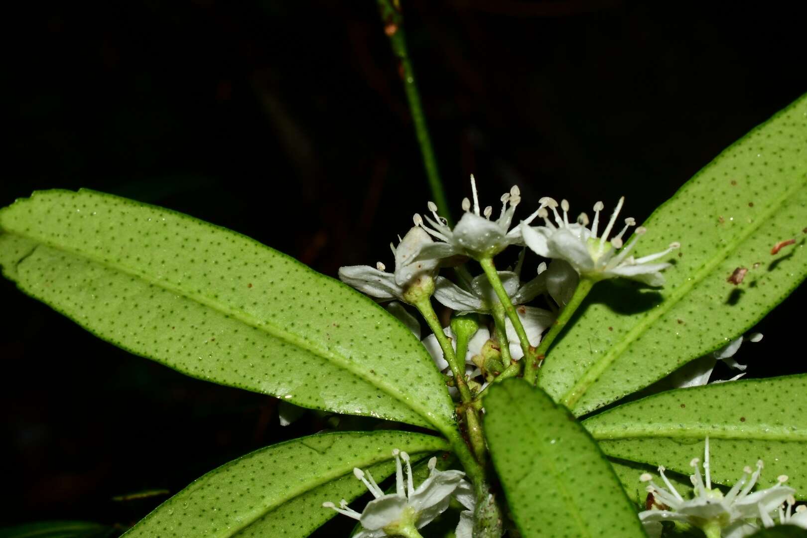 Image of Acradenia frankliniae Kipp.