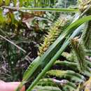 Carex acutata Boott的圖片