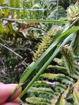 Carex acutata Boott的圖片