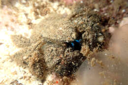 Image of Hairy stone crab