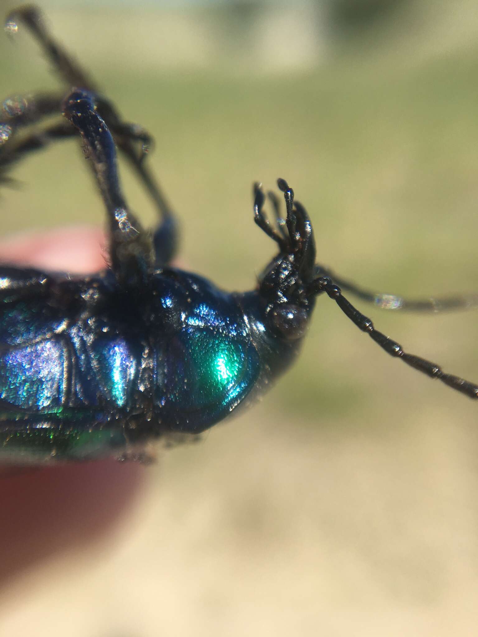 Imagem de Calosoma (Calosoma) sycophanta (Linnaeus 1758)