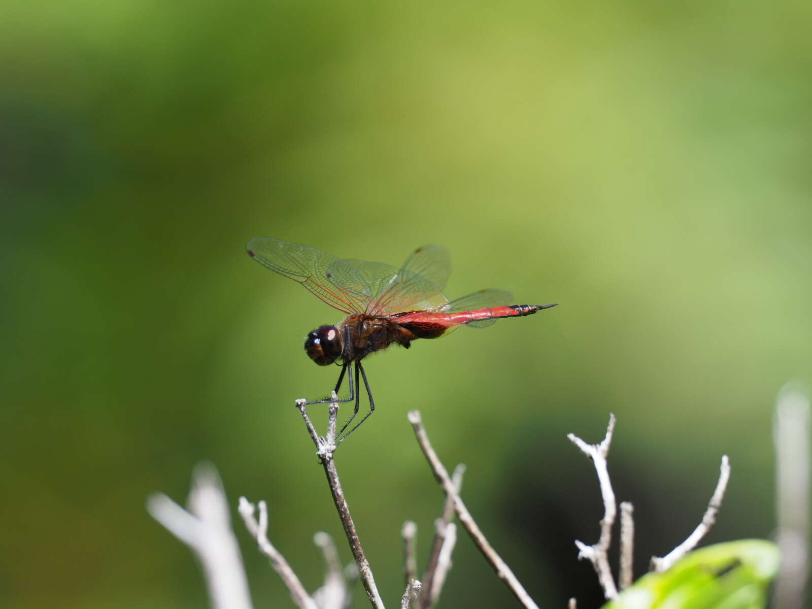 Image of Red Glider Dragonfly