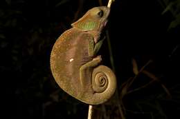 Image of O'Shaughnessy's Chameleon