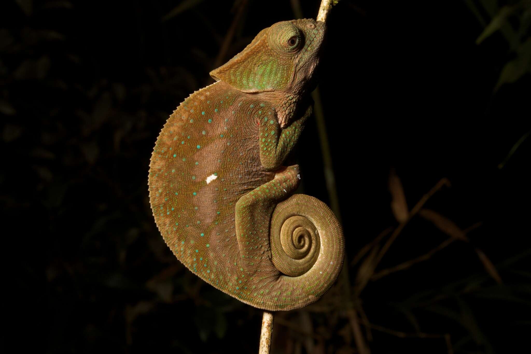 Image of O'Shaughnessy's Chameleon