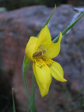 Plancia ëd Gladiolus comptonii G. J. Lewis