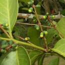 صورة Passovia pyrifolia (Kunth) Tiegh.