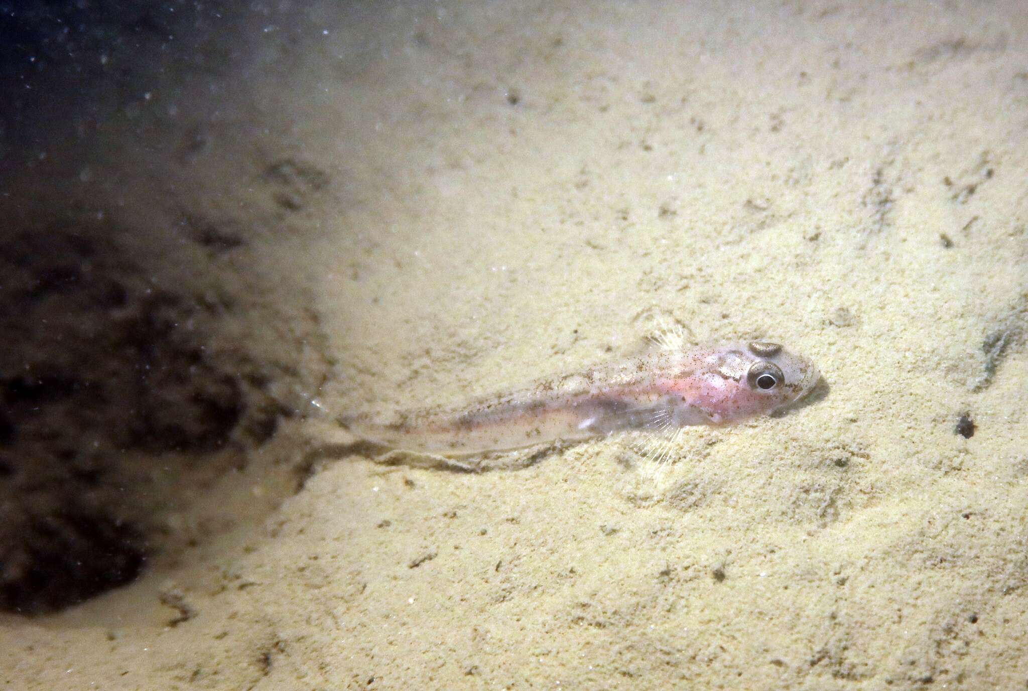 Image of Sand Goby