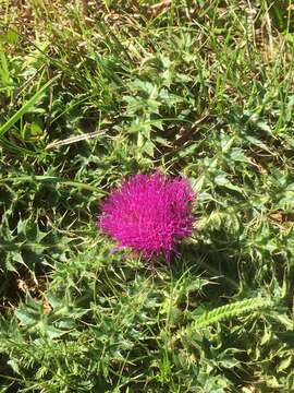 Image of dwarf thistle