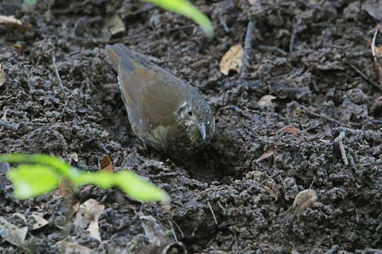 Image of Dark-sided Thrush