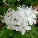 Image of Willamette false rue anemone