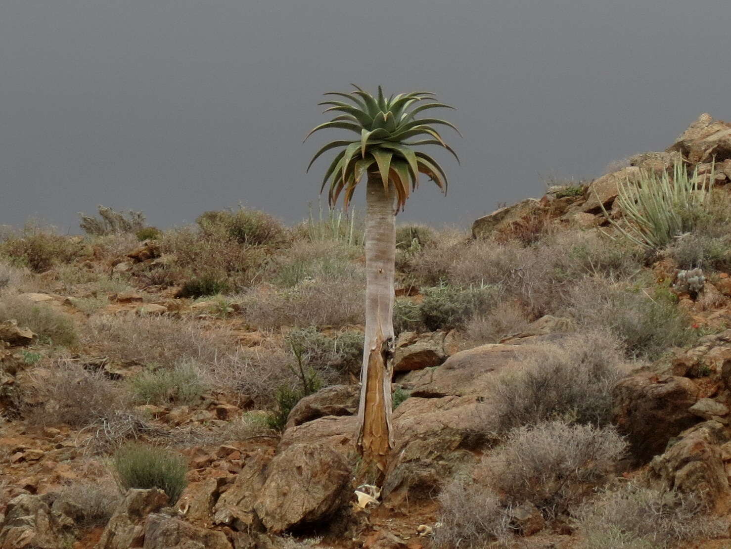 Слика од Aloidendron pillansii (L. Guthrie) Klopper & Gideon F. Sm.