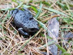 Image of Bibron’s Toadlet