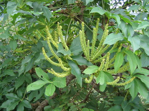 Image of Octopus cabbage tree