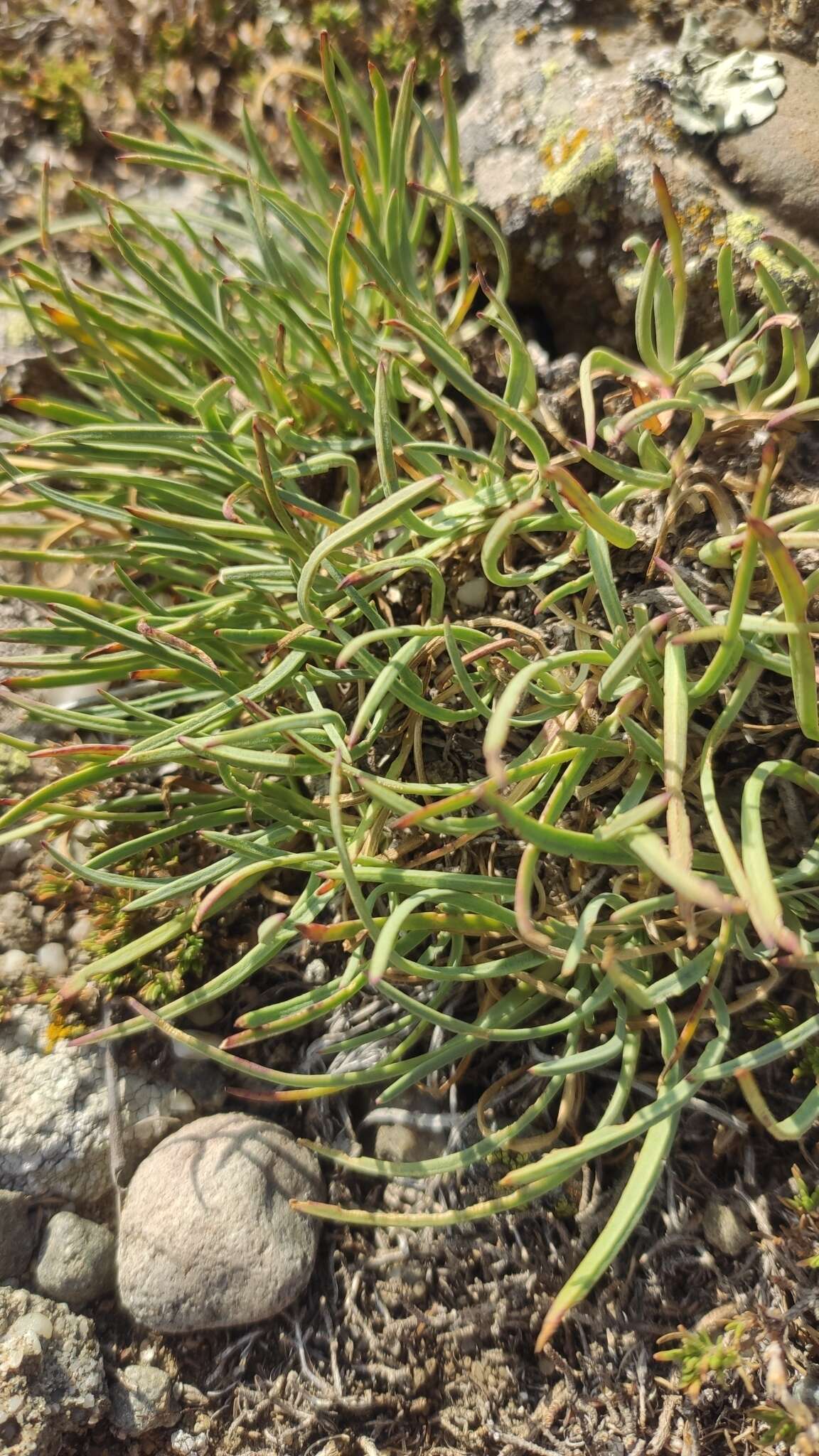 Image of Gypsophila pallasii S. S. Ikonnikov