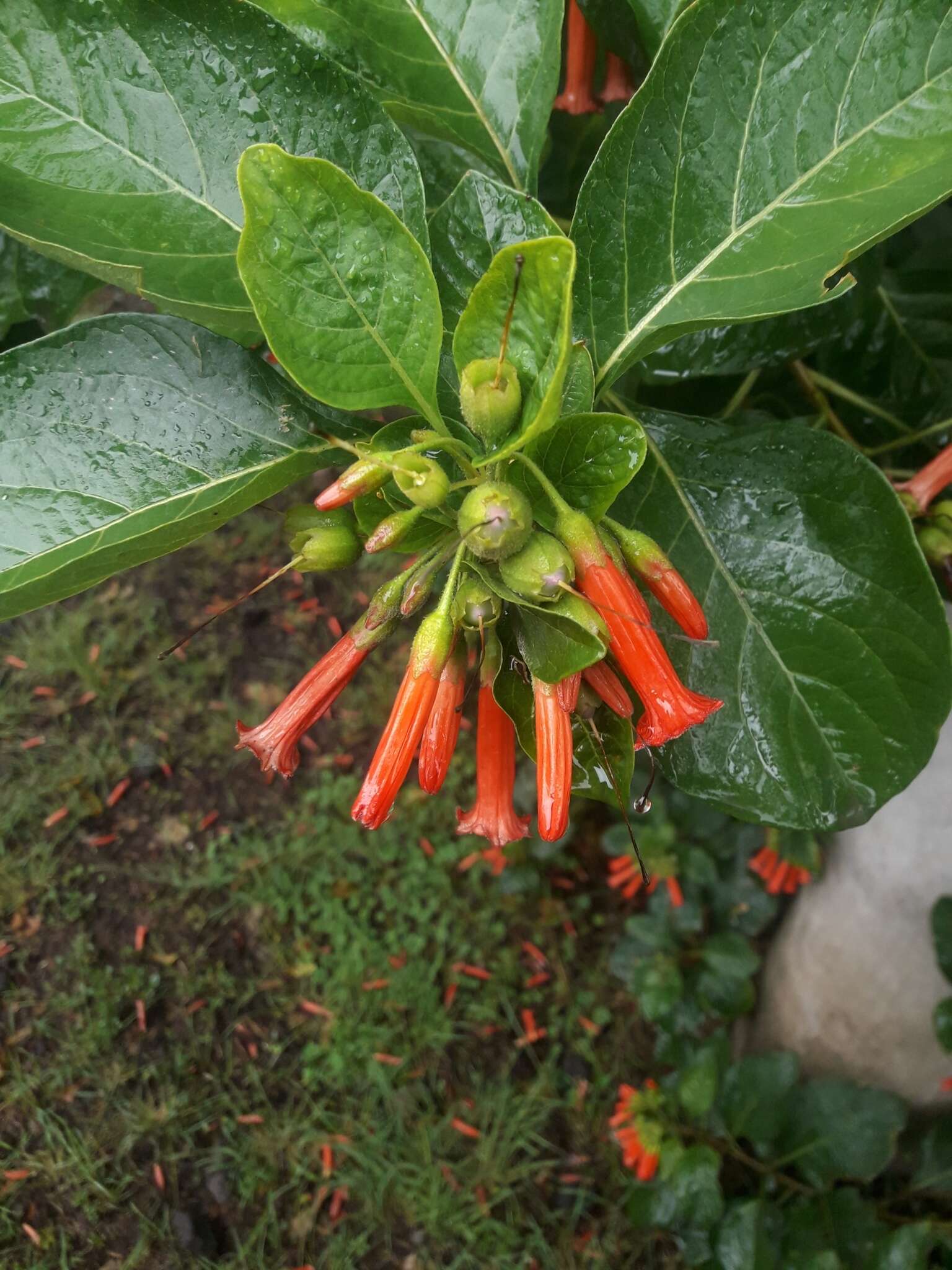 Image of Iochroma fuchsioides (Kunth) Miers