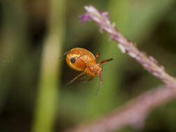 Image of Hypsosinga sanguinea (C. L. Koch 1844)