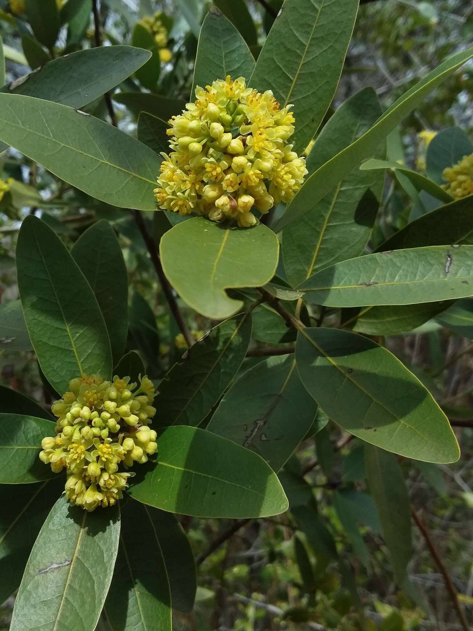 Image of California laurel