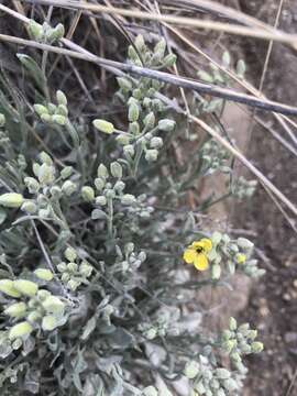 Image of roundleaf bladderpod