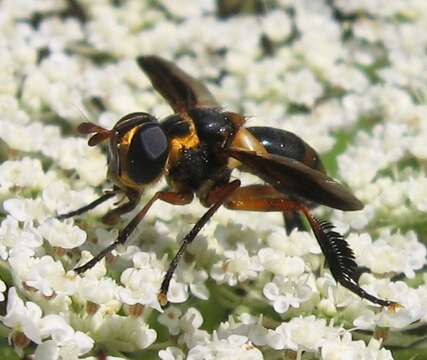 Image of Trichopoda plumipes (Fabricius 1805)