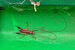 Image of Auckland tree weta