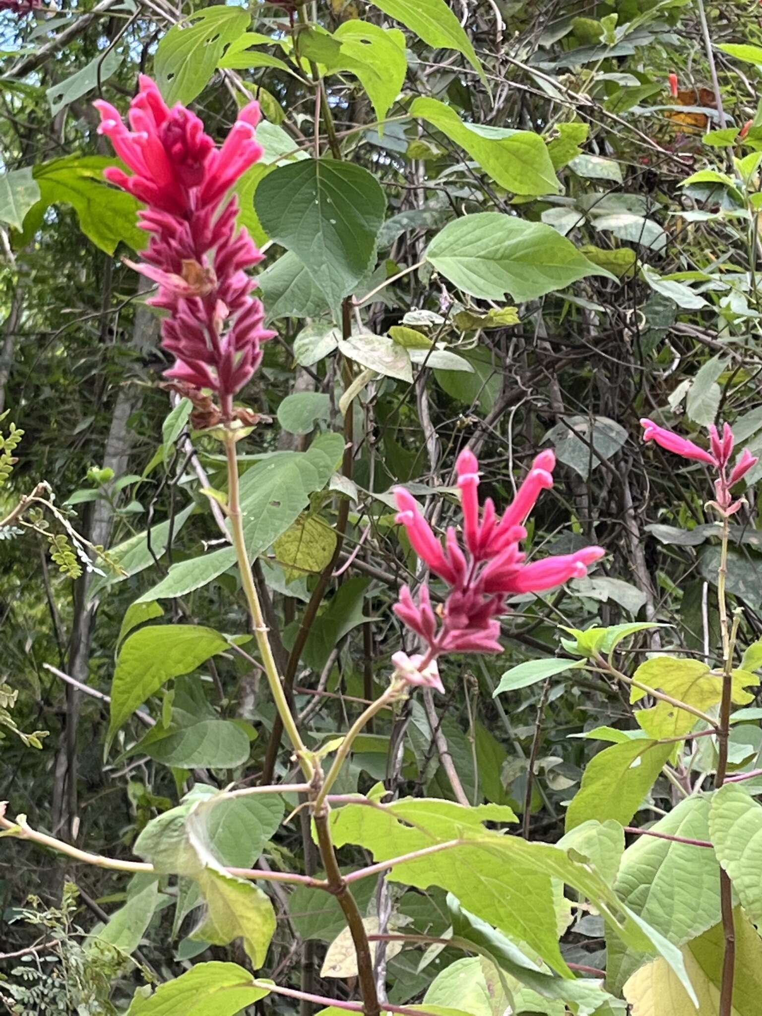 Image of Salvia wagneriana Pol.