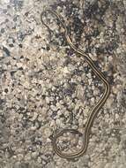 Image of Thamnophis proximus proximus (Say ex James 1823)